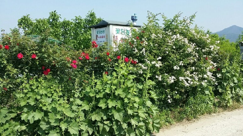꽃담농원 이미지