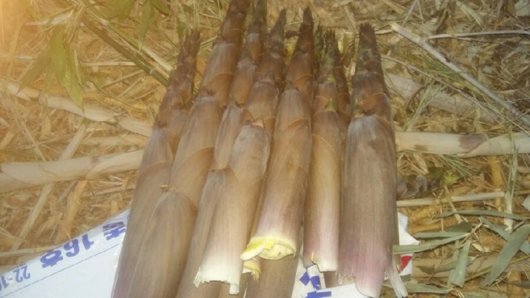 엘림타조 이미지