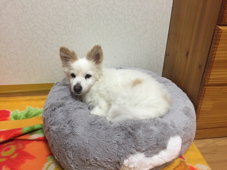 야메토 이미지