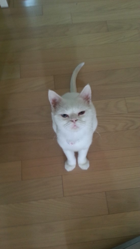 중앙가축병원 이미지