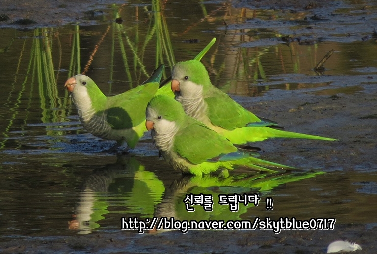 에스에스엠주 이미지