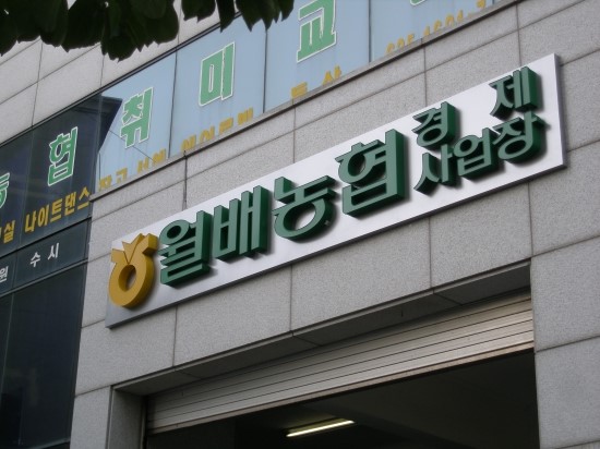 안젤라침장 이미지