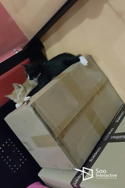 라온인터렉티브 이미지