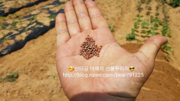 열매열무2 이미지