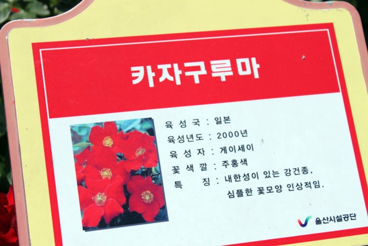 로틸리아 이미지