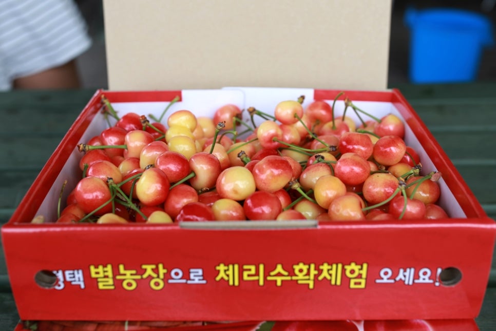 새콤달콤체리농장 이미지