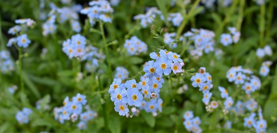 물망초forgetmenot 이미지