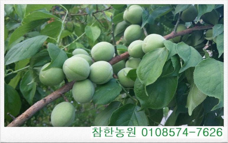 전남녹즙 이미지