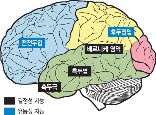두뇌의 구조와 각 부위의 기능 : 네이버 블로그