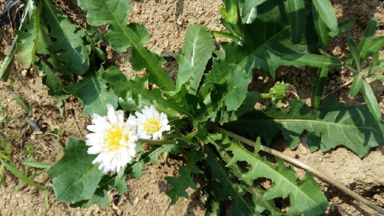 석송농장 이미지