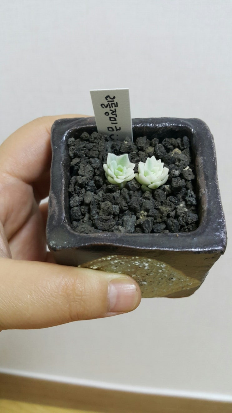 마녀의화원 이미지