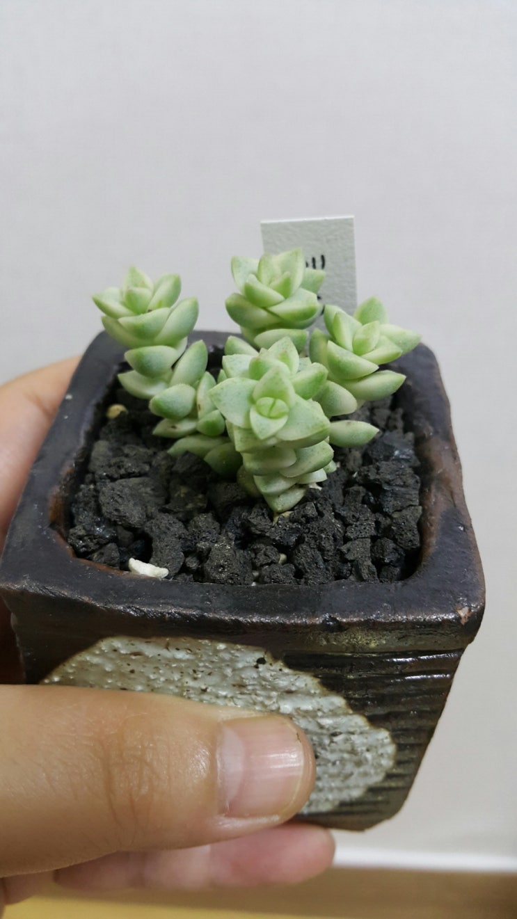 마녀의화원 이미지