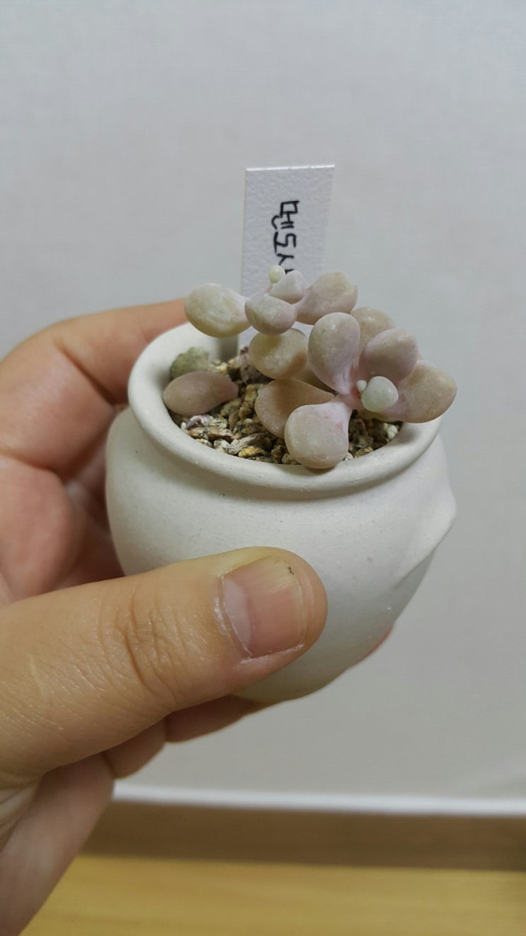 마녀의화원 이미지