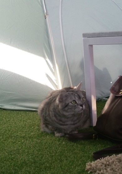만화카페 보니 이미지