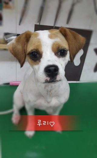 누리루리 이미지