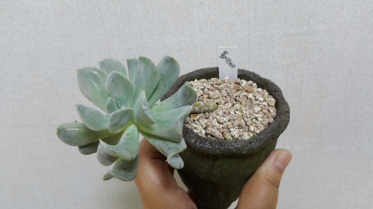 마녀의화원 이미지
