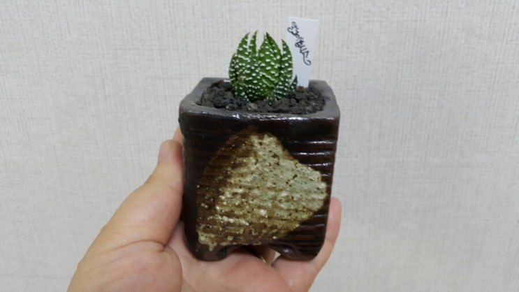 마녀의화원 이미지