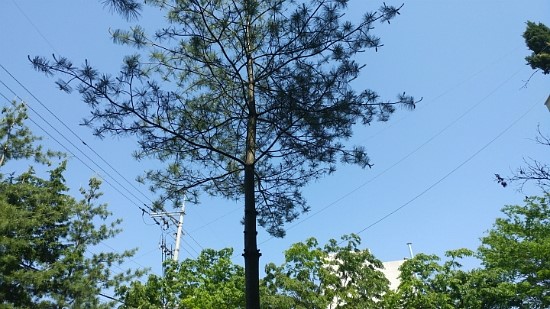 세숫대야냉면 이미지
