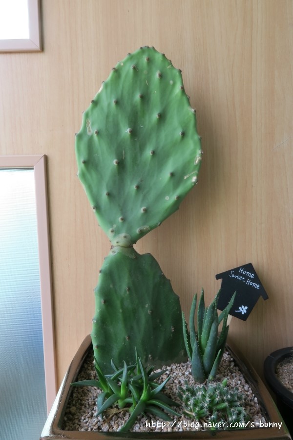 황금다육이와선인장 이미지