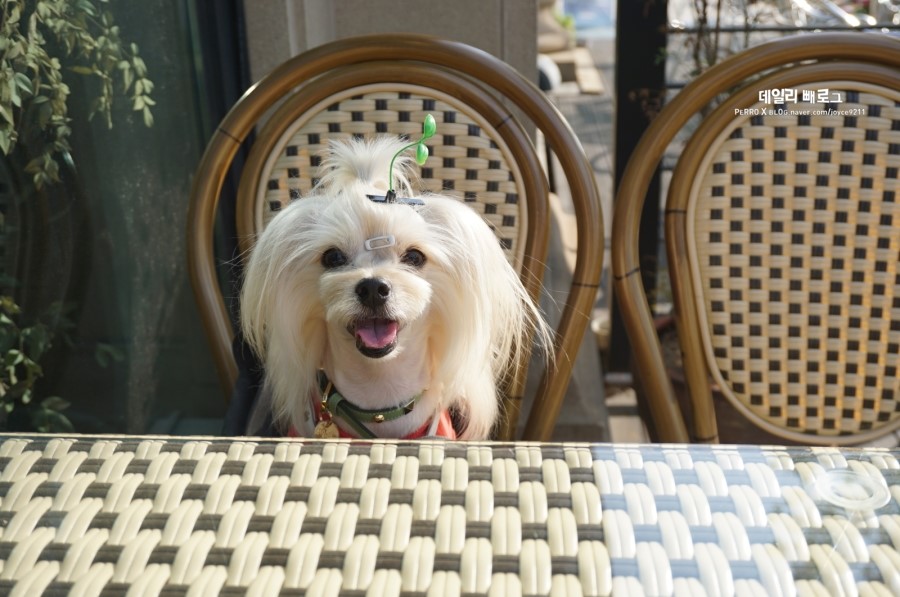 빼로(perro) 이미지