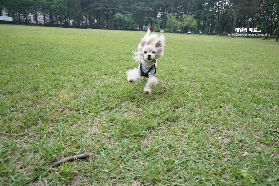 빼로(perro) 이미지