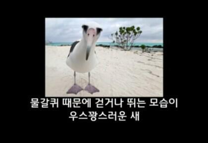 알바트로스 이미지
