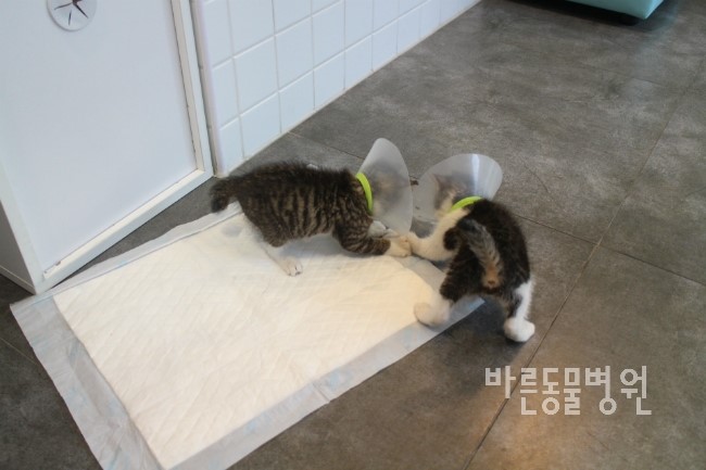 행복만복이 이미지