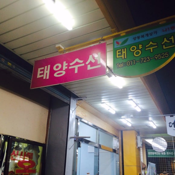 태양수선 이미지
