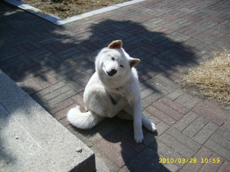 복실이 이미지