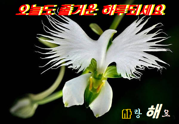 더삼칠사 이미지