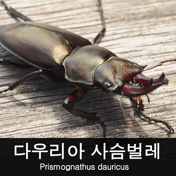 숲마트 이미지