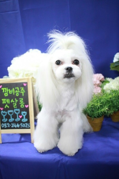 대복사실 이미지