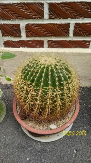 일미냉면식당 이미지