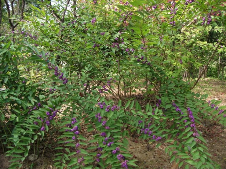 지산조경 이미지