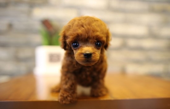 오케이실버 이미지