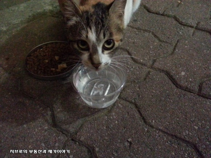지브로참치 이미지