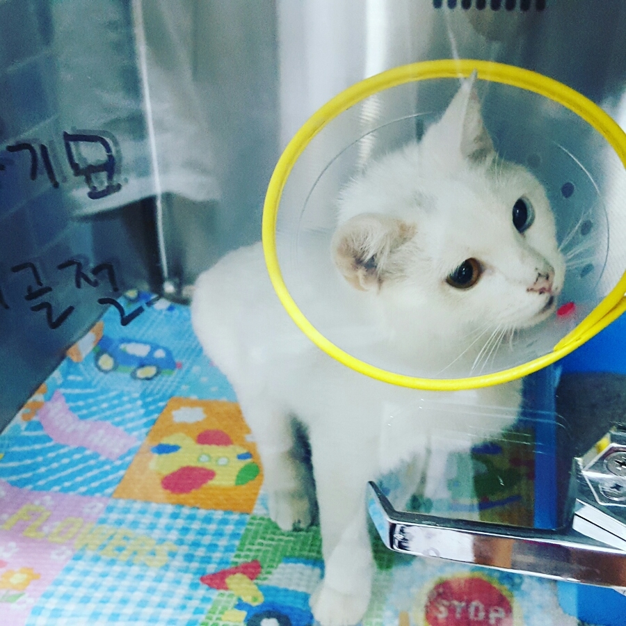 #오드아이 이미지