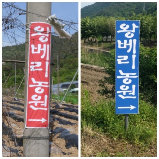 왕베리농원 이미지