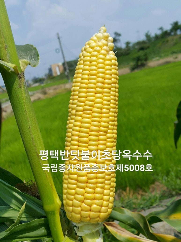 구팔칠이 이미지