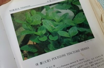 대청약초 이미지