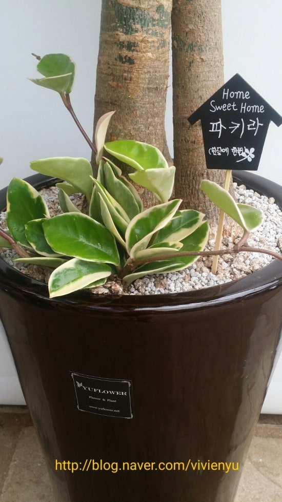 모아텍스 이미지