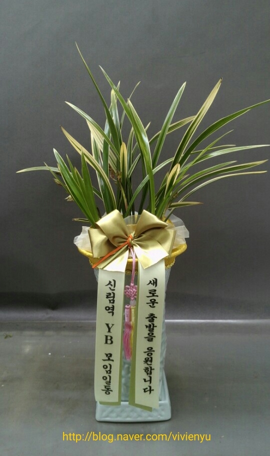 홍꽈배기 이미지