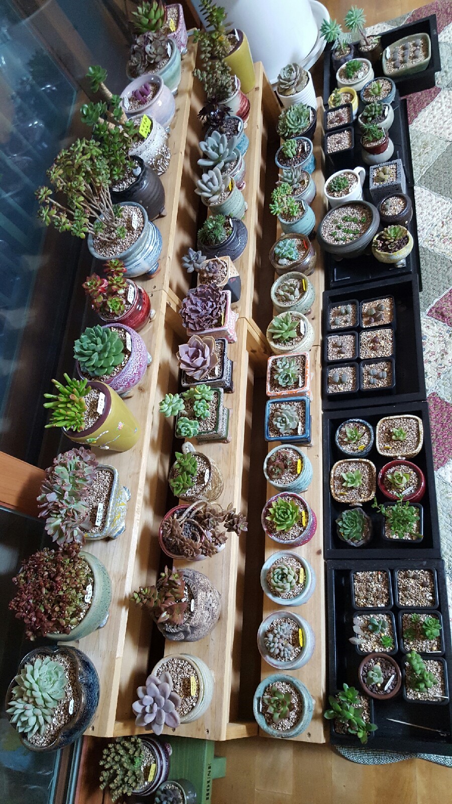 여기다육 이미지