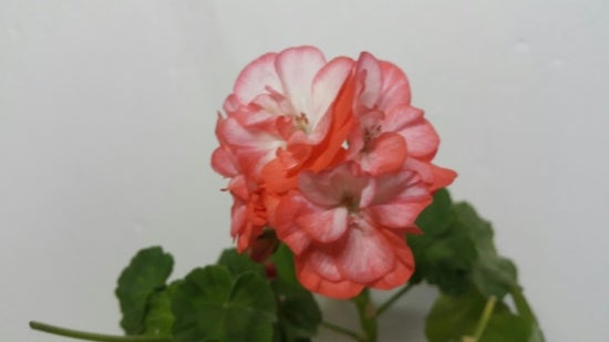 살찐붕어 이미지