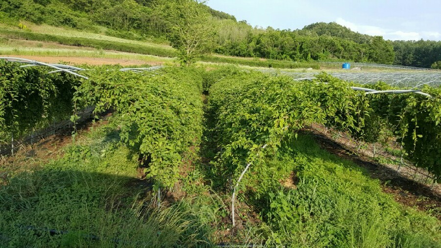 담주농장 이미지