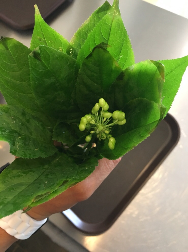 팔당산삼수목원 이미지