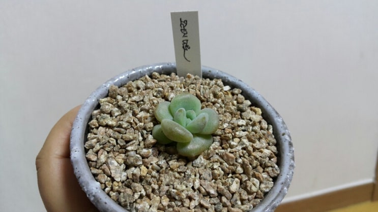 마녀의화원 이미지
