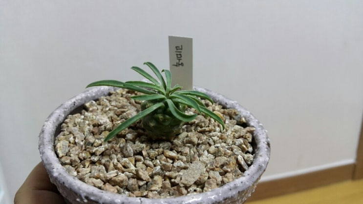 마녀의화원 이미지