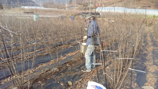 왕베리농원 이미지