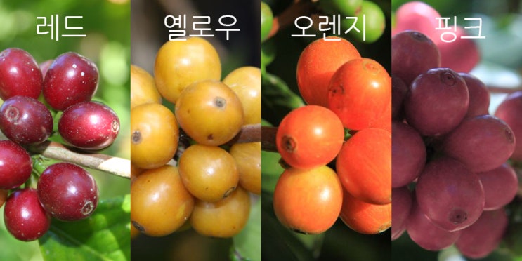 버번로스팅 이미지
